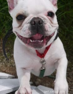 Decoding Your Dog’s Mouth: How Lip, Jaw, and Teeth Positions Reveal Their Emotions