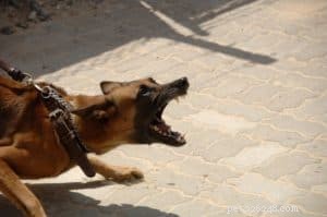 Decoding Dog Body Language: Spotting Dominance & Aggression
