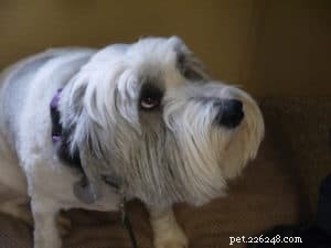 Decoding Your Dog’s Body Language: How Posture Reveals Their Intentions