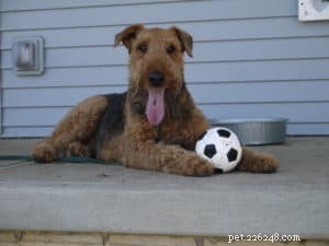 Decoding Your Dog’s Body Language: How Posture Reveals Their Intentions