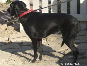 Decoding Canine Tail Language: What Your Dog’s Tail Really Means