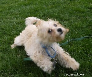 Decoding Canine Tail Language: What Your Dog’s Tail Really Means
