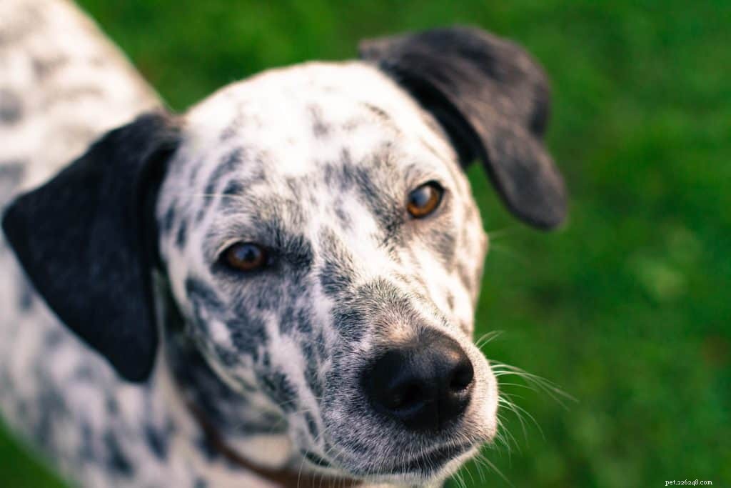 Decoding Canine Eyes: A Professional Guide to Reading Your Dog’s Signals