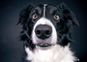 Decoding Canine Eyes: A Professional Guide to Reading Your Dog’s Signals