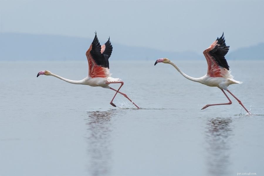 14 Innovative Tips to Elevate Your Bird Photography