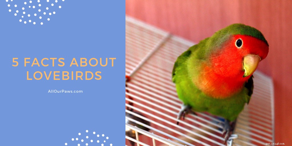 5 Surprising Facts About Lovebirds: What You Need to Know