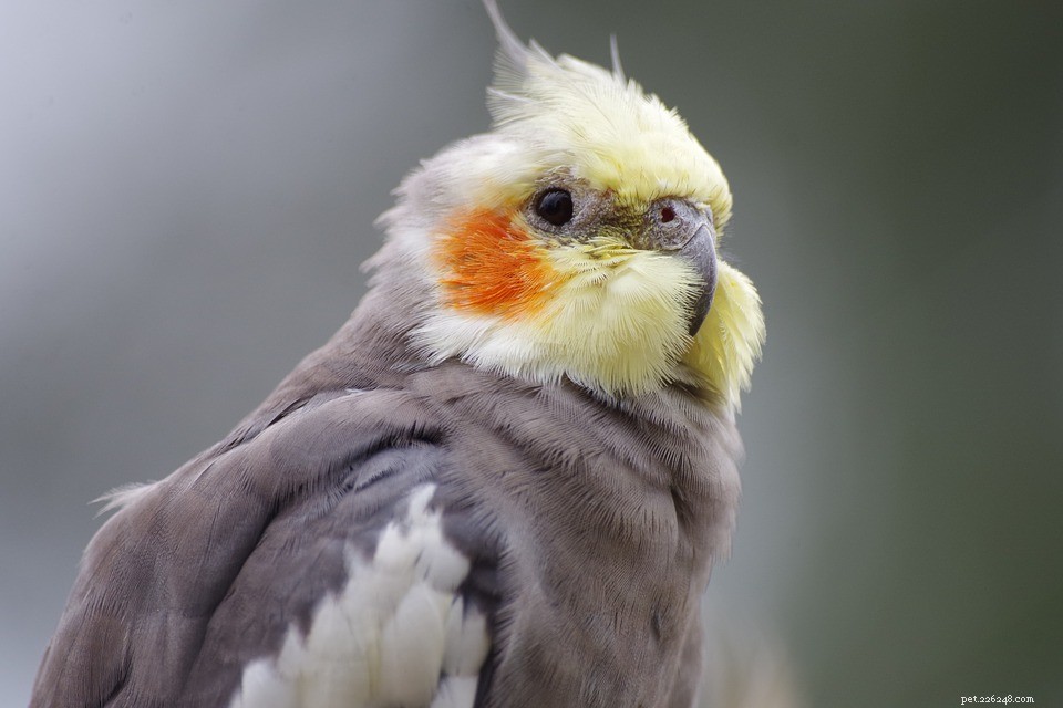 Steps to Quickly Locate a Missing Pet Bird