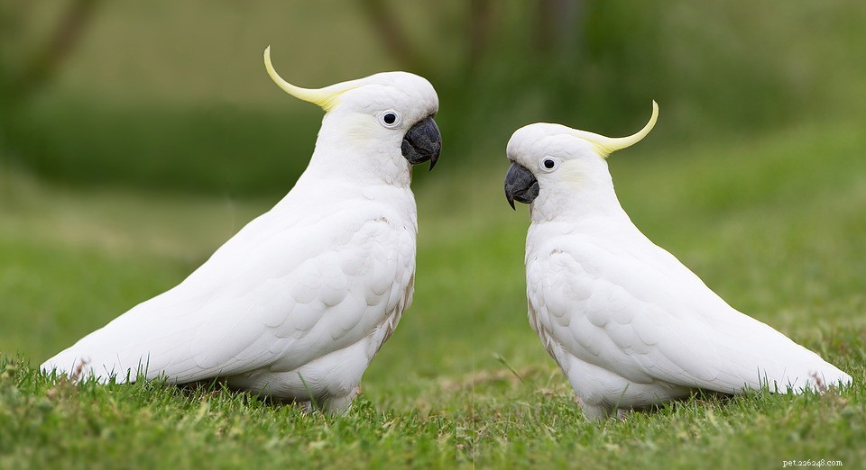 Steps to Quickly Locate a Missing Pet Bird