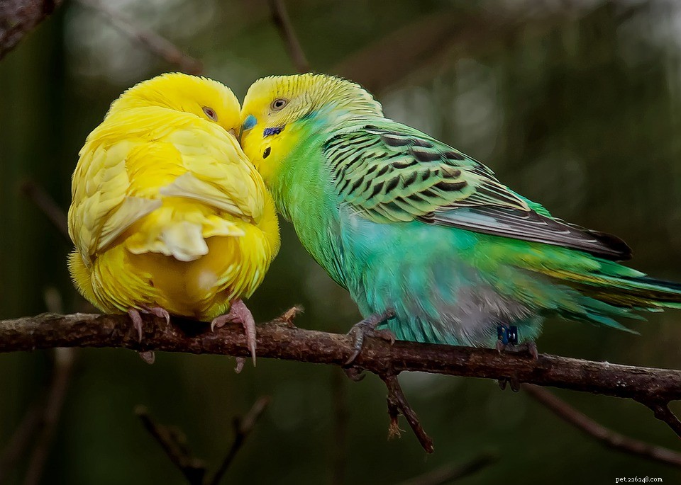 Steps to Quickly Locate a Missing Pet Bird