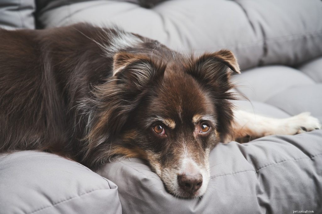 Top 3 Proven Strategies to Relieve Arthritis Pain in Dogs & Cats