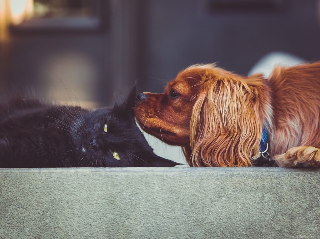 Top 3 Proven Strategies to Relieve Arthritis Pain in Dogs & Cats