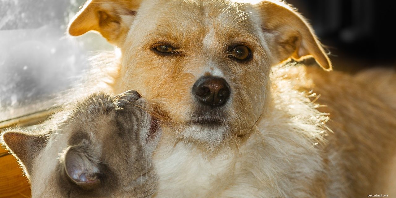 Top 3 Proven Strategies to Relieve Arthritis Pain in Dogs & Cats