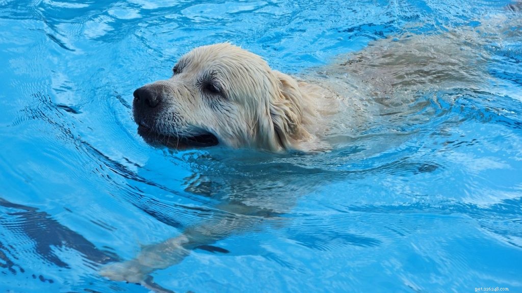Top 3 Proven Strategies to Relieve Arthritis Pain in Dogs & Cats