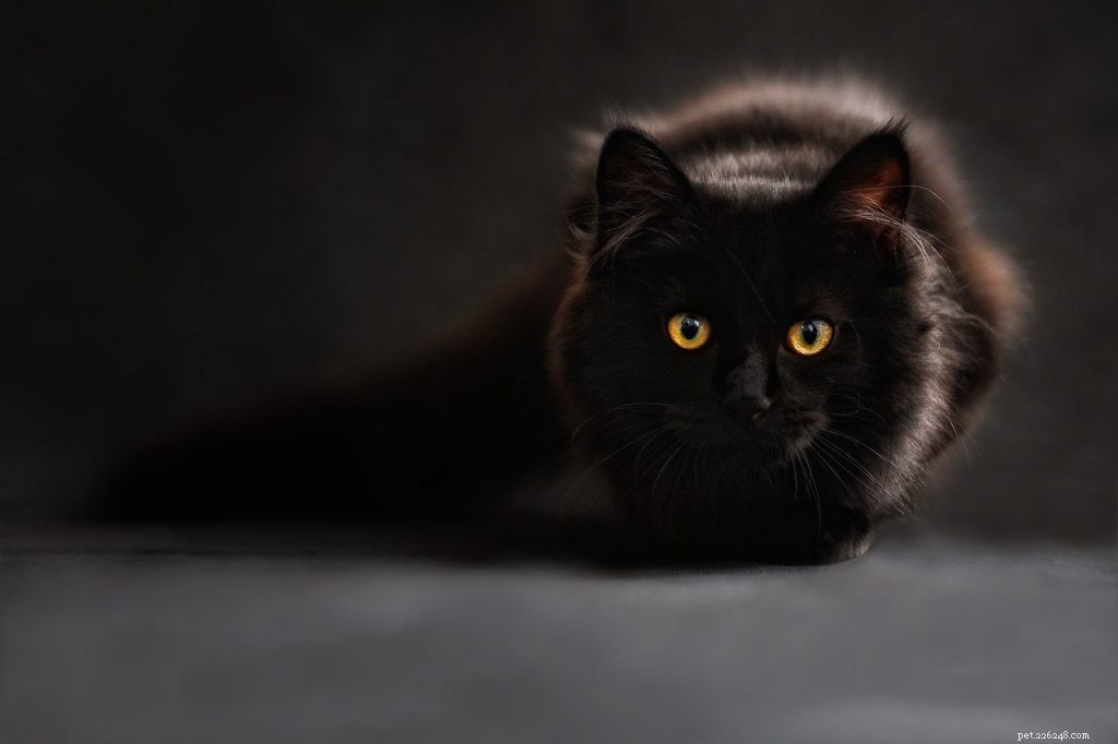 Top 3 Proven Strategies to Relieve Arthritis Pain in Dogs & Cats