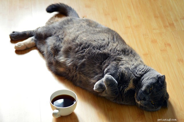 Is Your Cat Overweight? The Hidden Risks of Cat Obesity and How to Protect Them