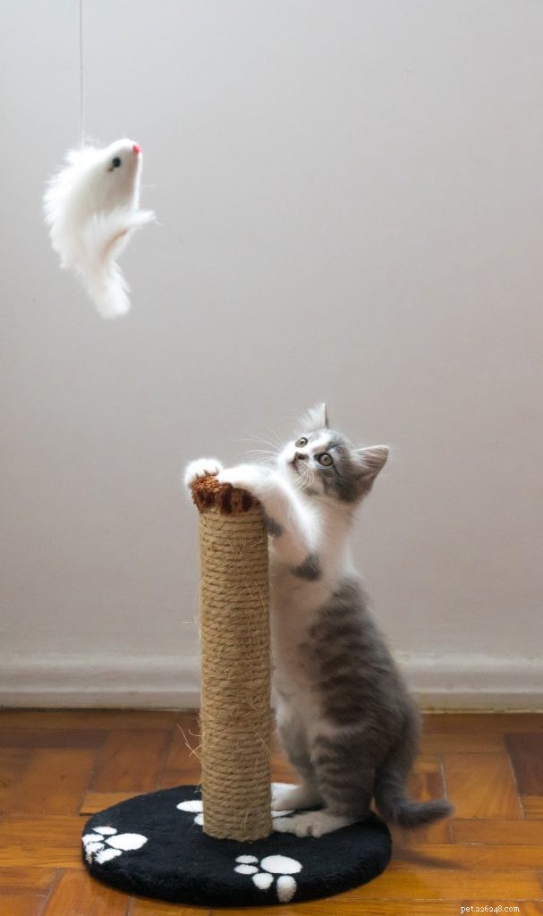 Is Your Cat Overweight? The Hidden Risks of Cat Obesity and How to Protect Them