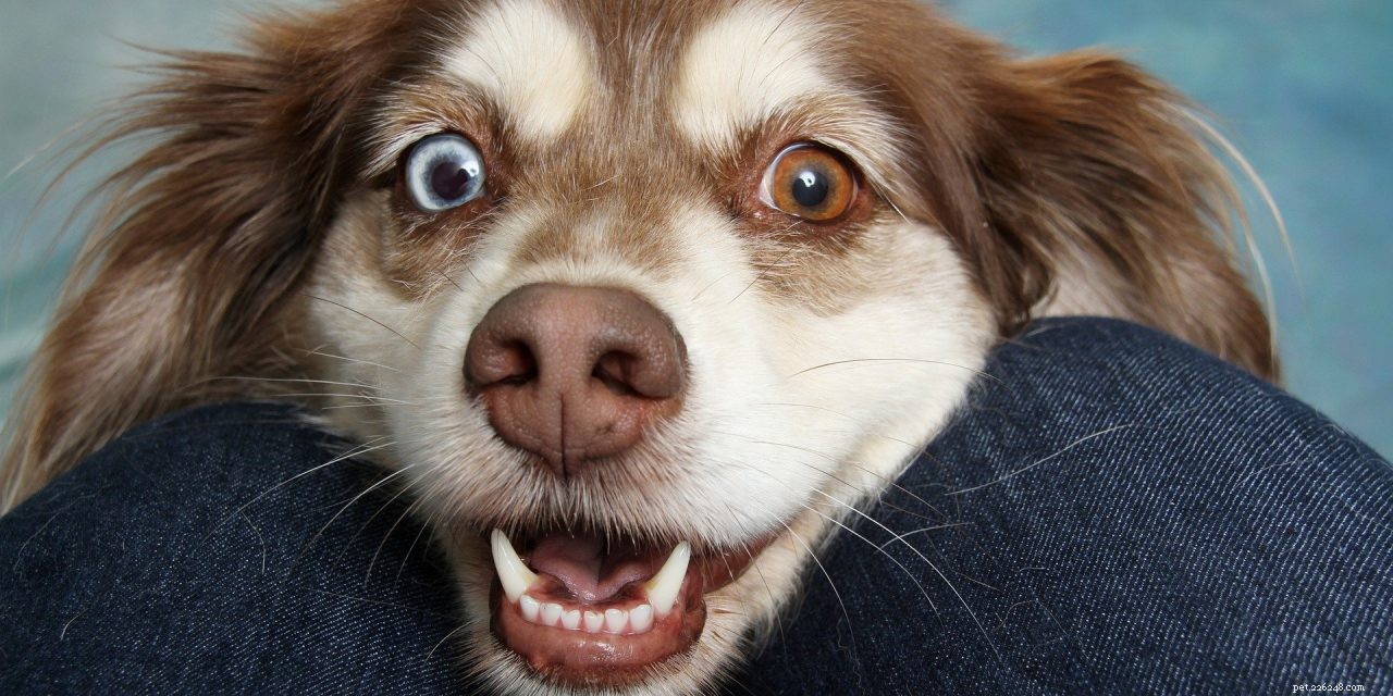 Should Owners Train Their Dogs for Obedience? A Guide to Responsible Dog Training