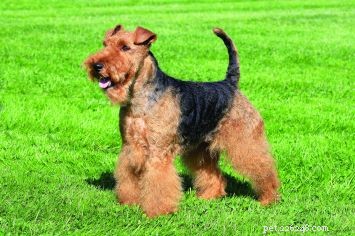 Welsh Terrier: Characteristics, Care, and Exercise Guide
