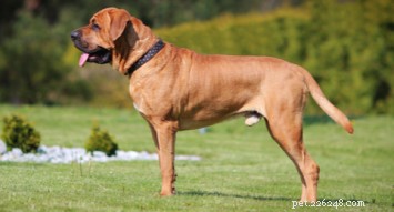 Tosa: Japan’s Majestic Dog – From Battle Breeds to Loyal Watchdogs