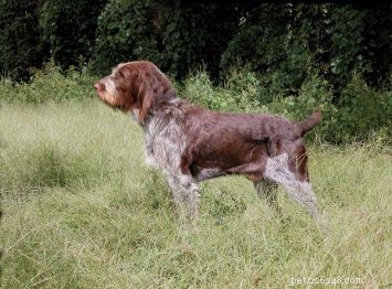 Spinone Italiano: Elegant Hunting Companion and Family Dog
