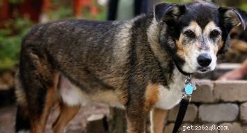 Shollie Dog Breed: Traits, Temperament, and Care