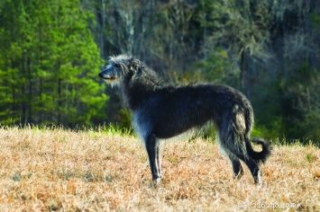 Scottish Deerhound: Majestic, Weather‑Resistant, Speedy Companion