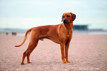 Rhodesian Ridgeback: The Agile, Enduring Hunting Dog