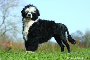 Portuguese Water Dog: A Strong, Versatile Companion