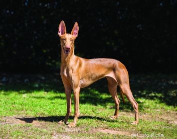 Pharaoh Hound: Graceful Sighthound with Superior Tracking Abilities