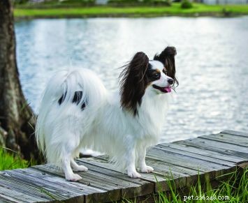 Papillon Dog Breed: Elegant, Energetic, and Friendly Companion