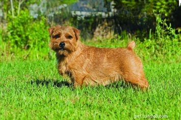 Norfolk Terrier: Classic Companion and Protective Working Dog