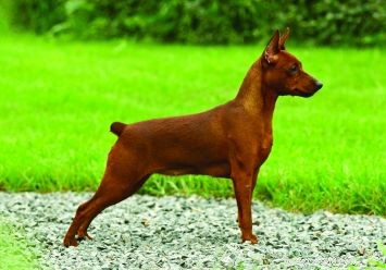 Miniature Pinscher – Energetic, Loyal Dog Breed Overview