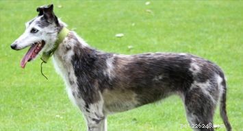 Lurcher: A Hybrid Breed of Speed, Intelligence, and Athleticism
