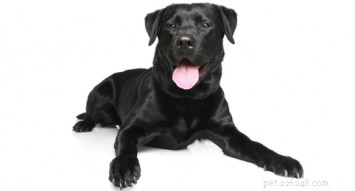 Labrador Retriever: Reliable Working Dog, Versatile Companion