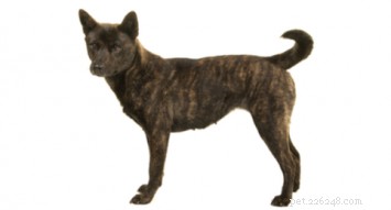 Kai Ken: Japan s Ancient Mountain Hunter Dog