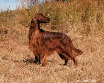 Irish Setter: Elegant Hunter Dog with Speed & Stamina