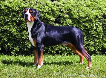 Greater Swiss Mountain Dog: Powerful, Gentle Draft Companion