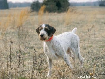 German Wirehaired Pointer: A Versatile, Weather‑Resistant Hunting Companion