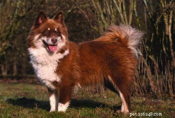 Finnish Lapphund: Sturdy Arctic Herding Dog