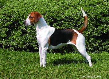 English Foxhound: A Powerful, Enduring Hunter with Gentle Temperament