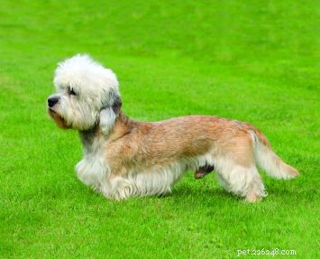 Dandie Dinmont Terrier: Classic Traits & Timeless Charm