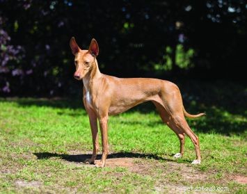 Cirneco dell’Etna: Elegant Italian Scent Hound – Loyal, Energetic Companion