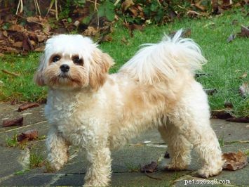 Cavachon: The Low‑Shedding, Friendly Companion Dog