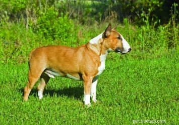 Bull Terrier: A Strong, Resilient Companion