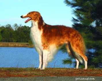 Discover the Majestic Borzoi: Elegance, Speed, and Cold-Climate Resilience