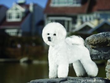 Bichon Frise: The Adorable, Low-Maintenance Family Companion