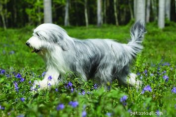 Bearded Collie: Strong, Agile, and Loyal Herding Companion