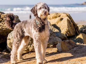 Aussiedoodle: Smart, Low‑Shedding Companion for Active Families