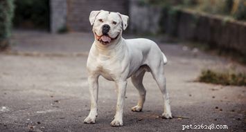 American Bully: Loyal, Gentle Family Companion