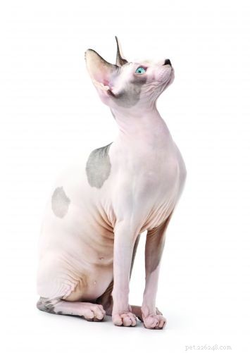 Sphynx (Hairless Cat) – A Warm, Playful Companion